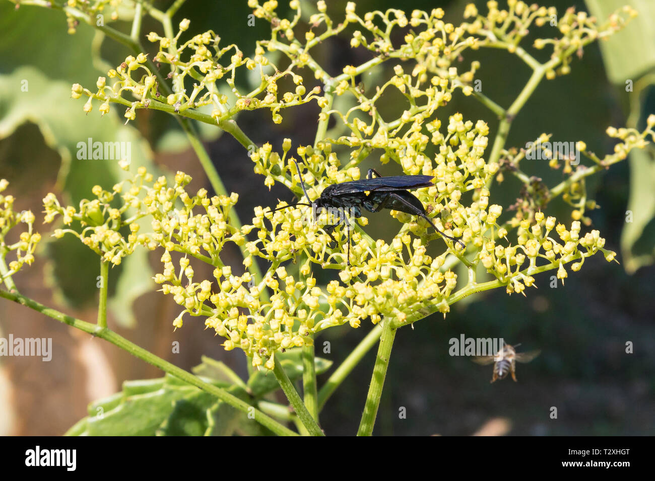 Giant Black Spider-hunting Wasp, Cyphononyx atropos, foraging nectar on  Namibian Grape tree flowers, Cyphostemma juttae, Western Cape,  South Africa Stock Photo