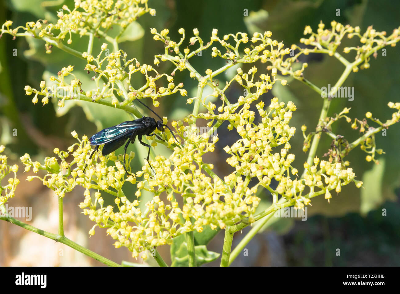 Giant Black Spider-hunting Wasp, Cyphononyx atropos, foraging nectar on  yellow  Namibian Grape tree flowers, Cyphostemma juttae Stock Photo