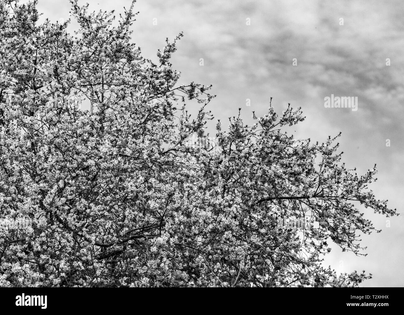 Part of a cherry tree in full bloom shares the frame with a soft, cloudy blue sky Stock Photo