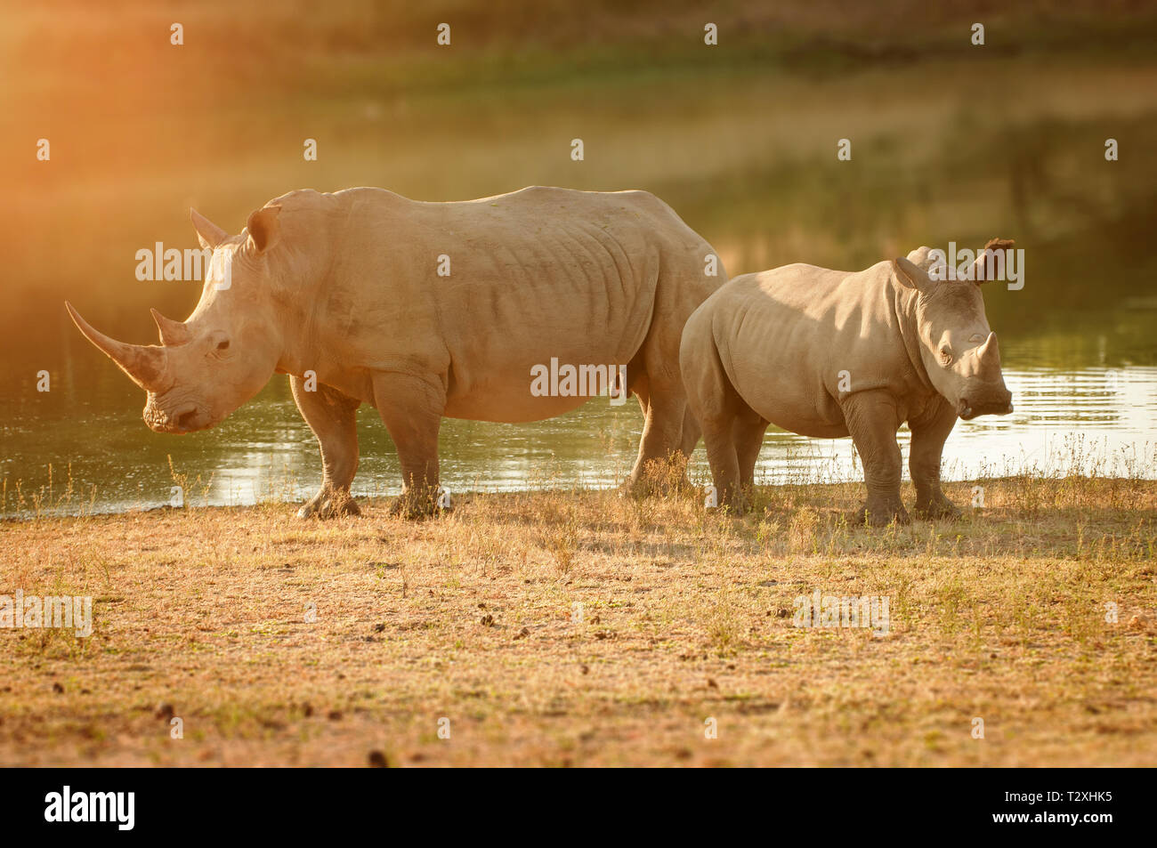 South African square lipped rhinoceros with calf Stock Photo