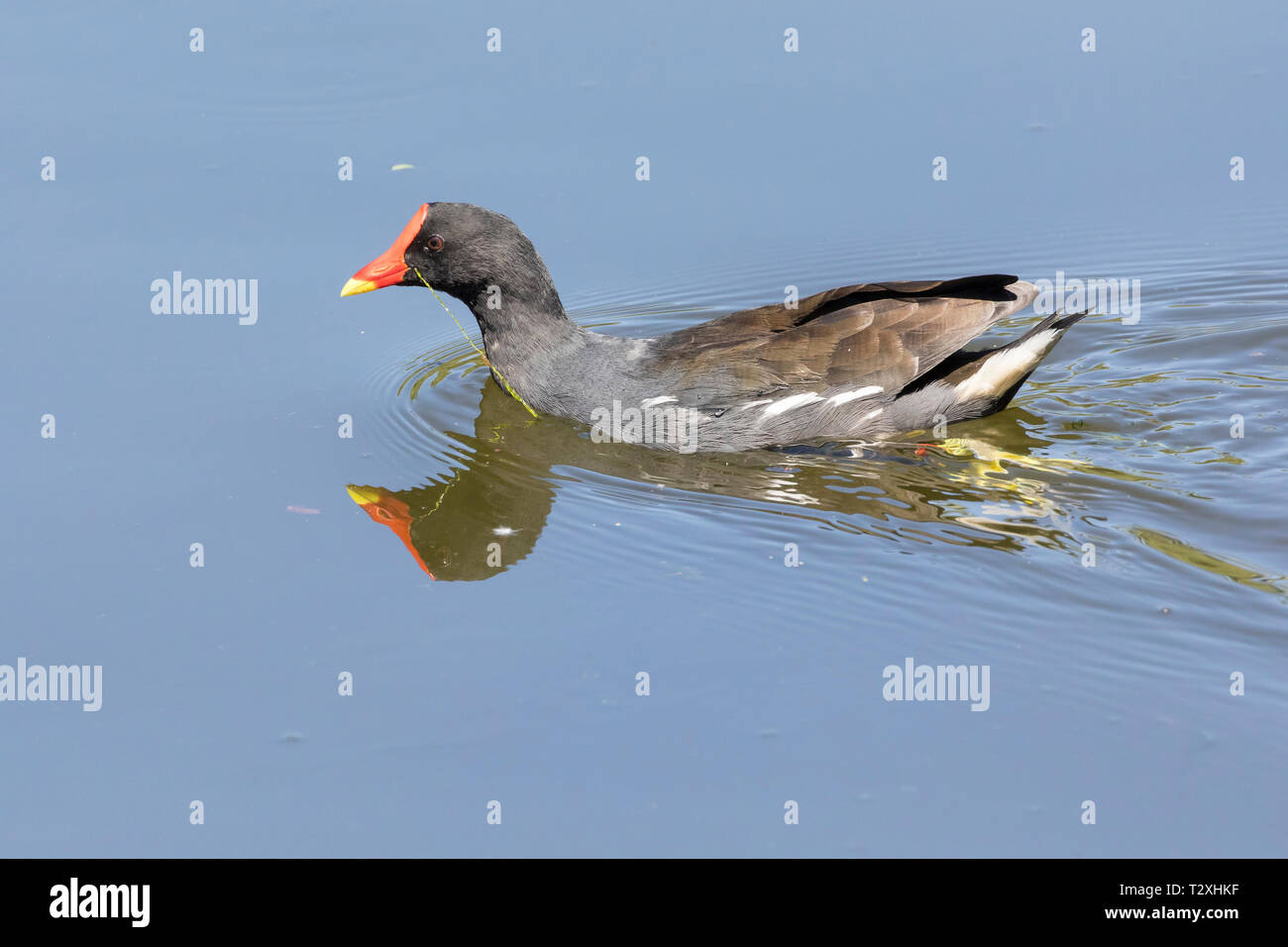 Marsh hen hires stock photography and images Alamy