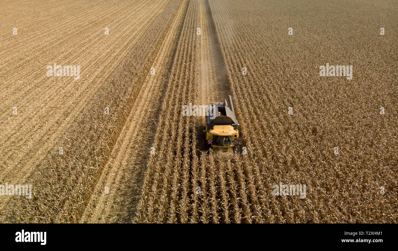 Harvesting maizefield in germany - Aerial view Stock Photo