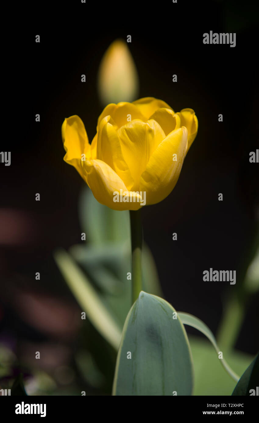 yellow tulip touch silk on dark Stock Photo Alamy