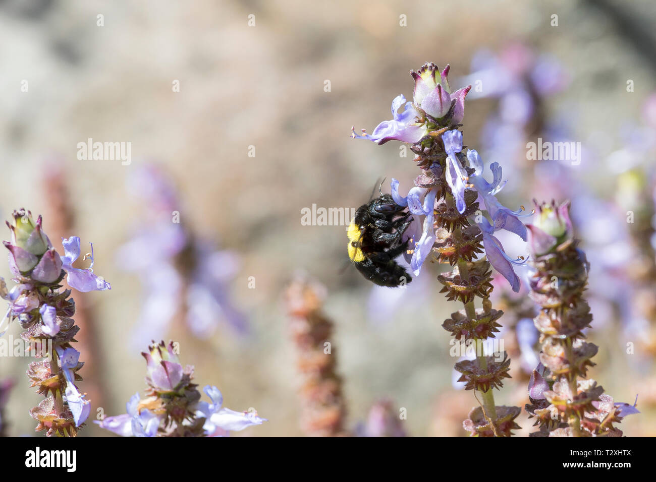 Female carpenter bee (Xylocopa caffra) foraging for nectar on blue flowers of Smelly Spurflower (Plectranthus neochilus) Western Cape, South Africa, s Stock Photo