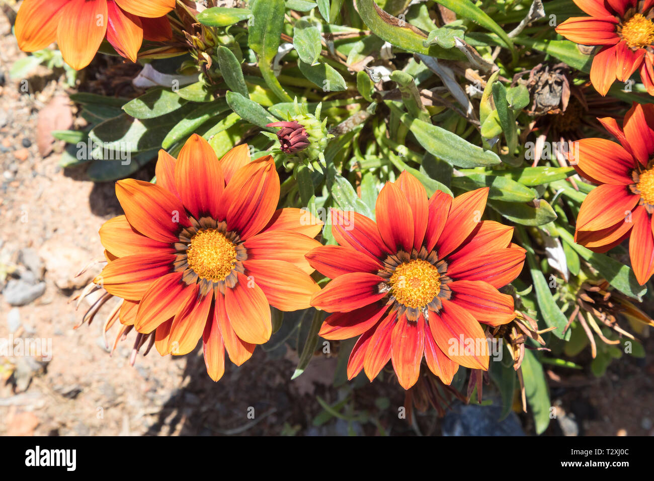 Deep orange red Terracotta Gazania (Gazania krebsiana)  flowers, Treasure Flower, native to Southern Africa, hardy evergreen perennial, summer to autu Stock Photo