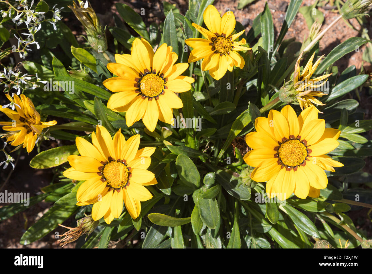 South African Flower Stock Photos & South African Flower Stock Images