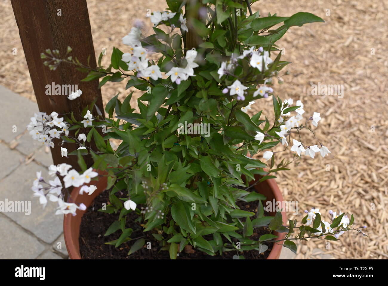Confederatejasmine hires stock photography and images Alamy