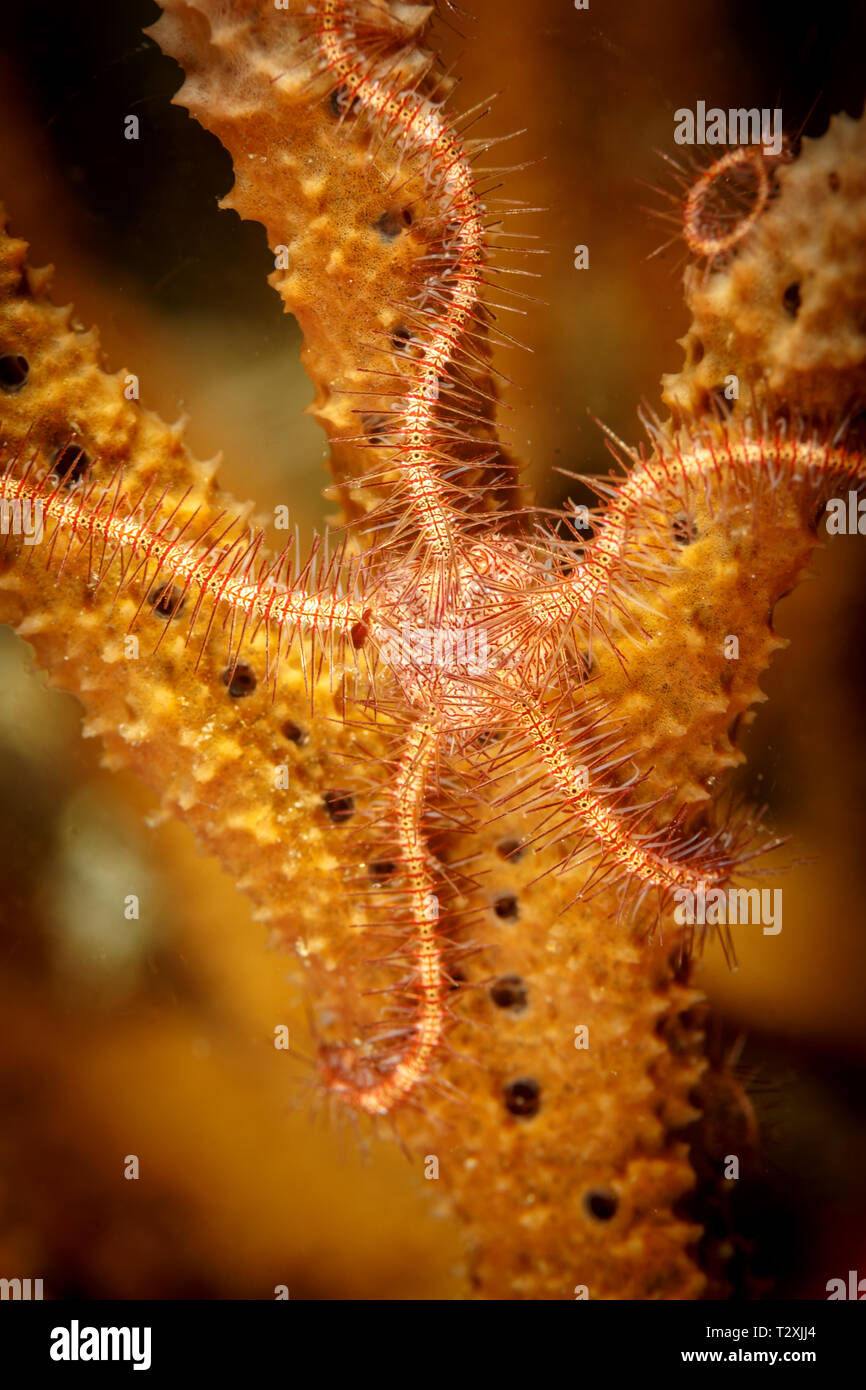 Closeup of a white with red spines brittle star fish,ophiothrix svensonii attached to a tube sponge, Aplysina archeri Stock Photo