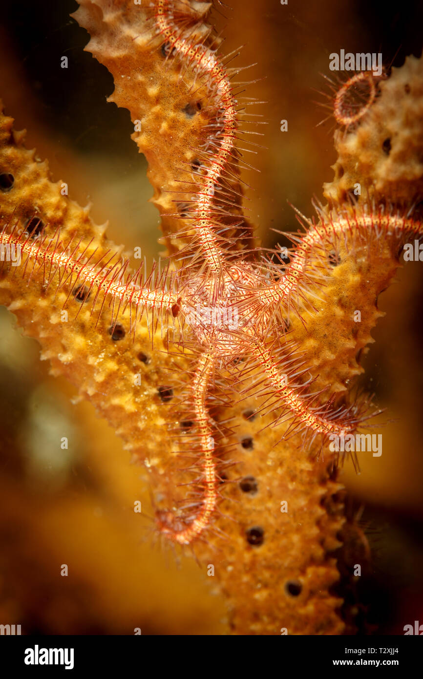 Brittle Star Diet