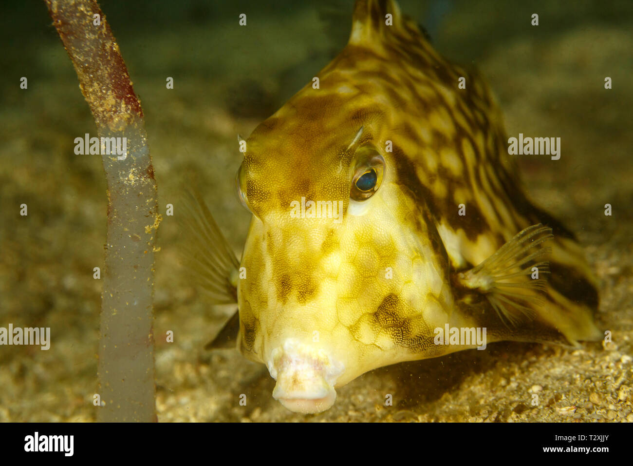 Close up of a yellow and brown long snout puffer fish,  Distichodus lusosso Stock Photo