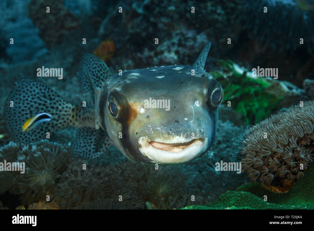 Close up of head of Black-spotted or  spot fin  Porcupinefish ,  Diodon hystrix, Stock Photo