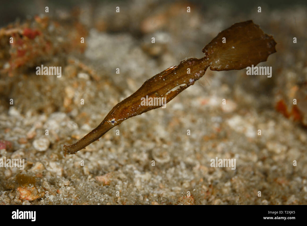 Closeup of a ghost pipefish, solenostomus cyanopterus, a double ended ...