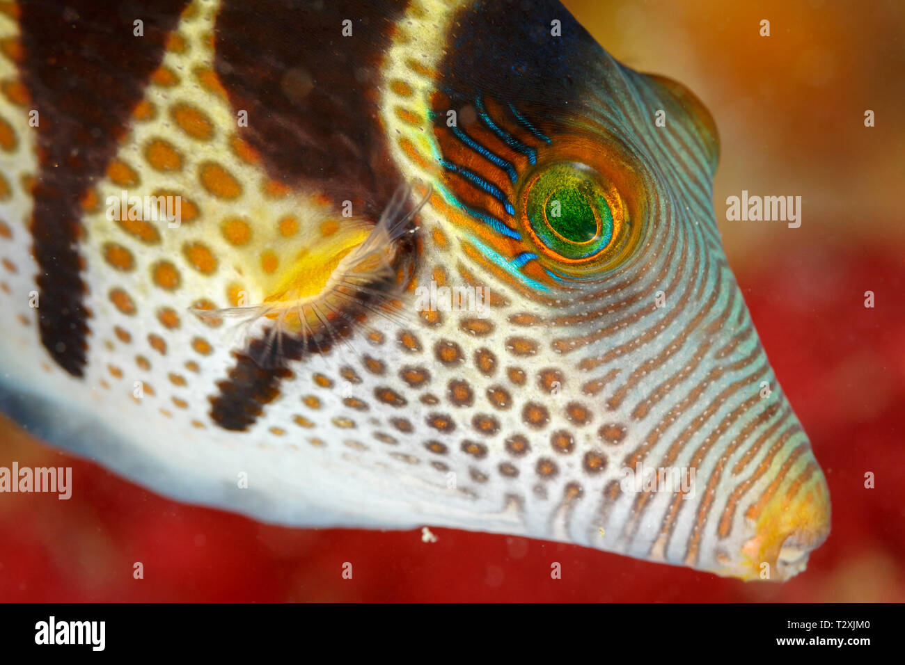 Macro view of ornate patterns on head of Saddled toby fish, Canthigaster valenti Stock Photo