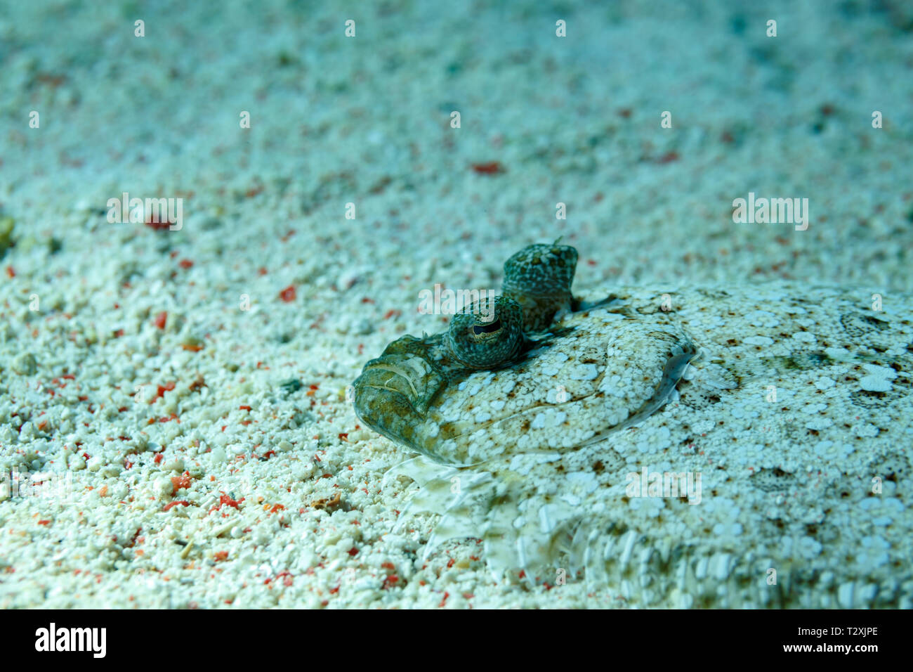 Lefteye flounder hires stock photography and images Alamy