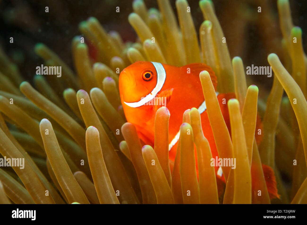 clown-anemonefish-amphiprion-ocellaris-hides-in-tenticles-of-sea