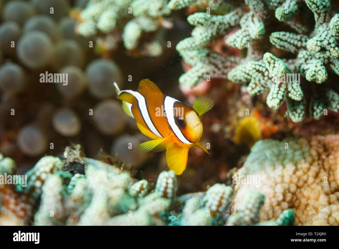 Clown anemonefish, Amphiprion ocellaris, hiding in staghorn coral  near bulb or Bubble Tip sea anemone Anemone, Entacmaea quadricolor,  with round bul Stock Photo