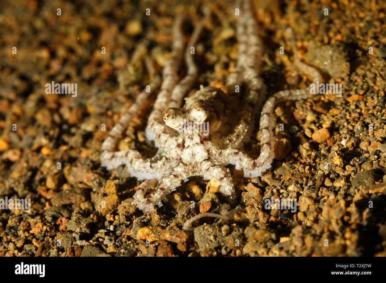 Closeup of brown and white, mimic octopus, wunderpus photogenicus,  ornate, laying on ocean floor Stock Photo