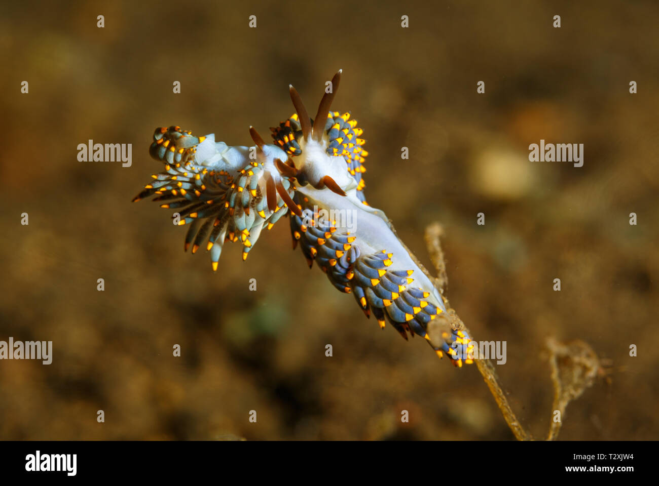 Berghia coerulescens, brown, blue yellow tipped sea slugs, nudibranches mating Stock Photo