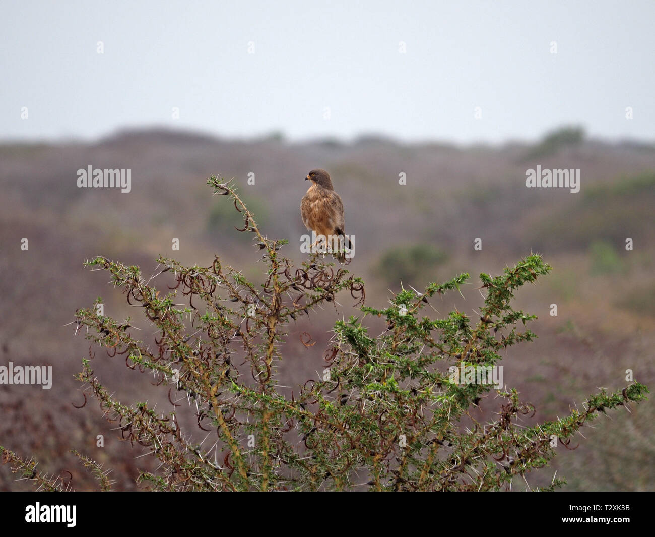 single Grasshopper Buzzard (Butastur rufipennis) looks out from perch on whistling acacia thorn bush in Galana Conservancy, Kenya, Africa Stock Photo