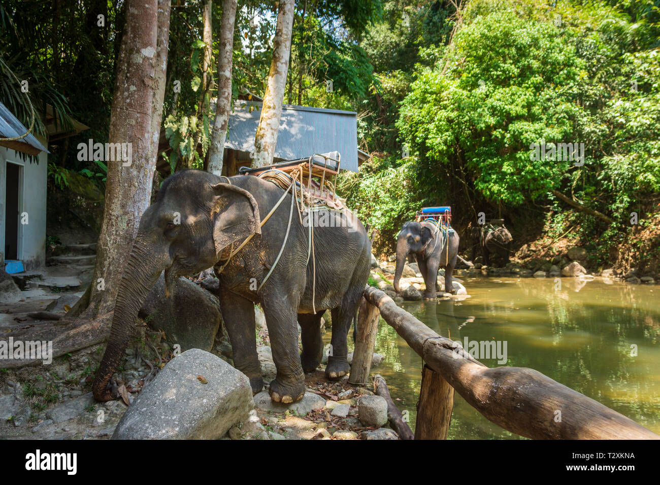 Thai elephants, Elephas maximus indicus, with saddles on the back resting on the river bank in the jungle Stock Photo