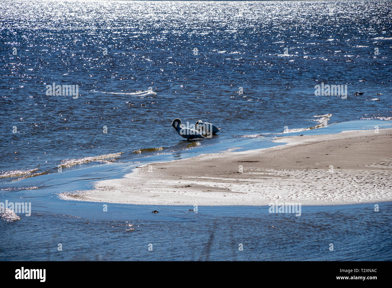 Silhouetted duck swimming in hi-res stock photography and images - Alamy