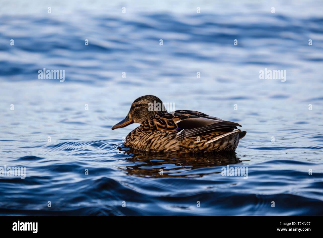 Silhouetted duck swimming in hi-res stock photography and images - Alamy