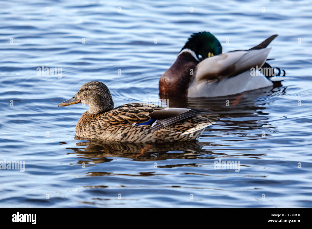 Silhouetted duck swimming in hi-res stock photography and images - Alamy