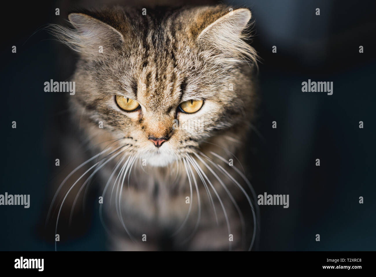 Tabby, fluffy and cool. Awesome male cat Stock Photo