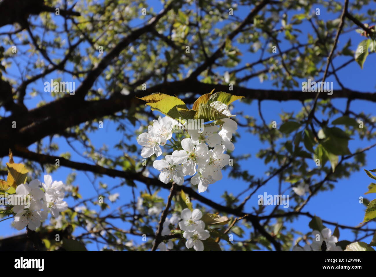 Blooming mirabelle plum tree Stock Photo
