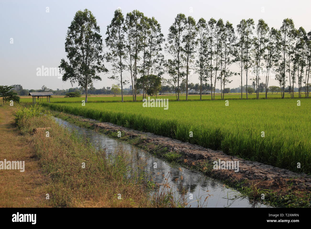 Earth Ditch Irrigation Canal Feeding Water To Paddy Fields. Large Flat ...