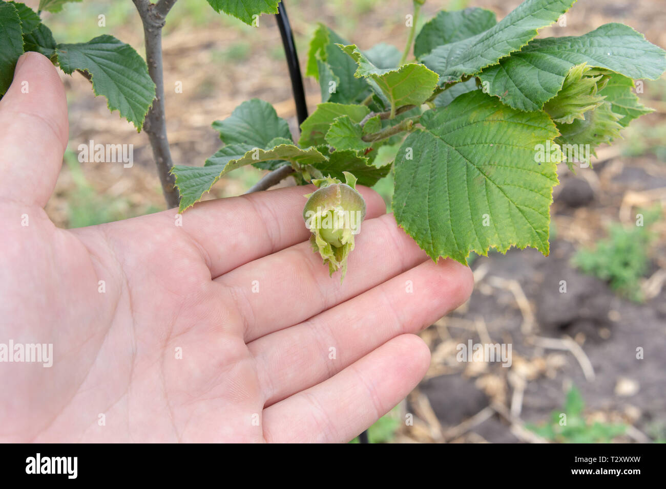 Hazelnut nuts in the spring in the hand of man. Growing hazelnut varieties an industrial scale