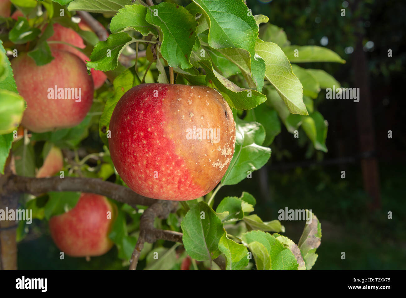 pear tree disease on leaves and fruits close up. Protection of garden against fungus Stock Photo