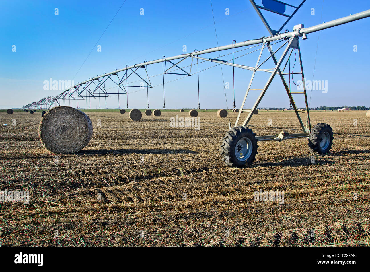 Wheat field after harvest, bales of rolled straw, animal feed for