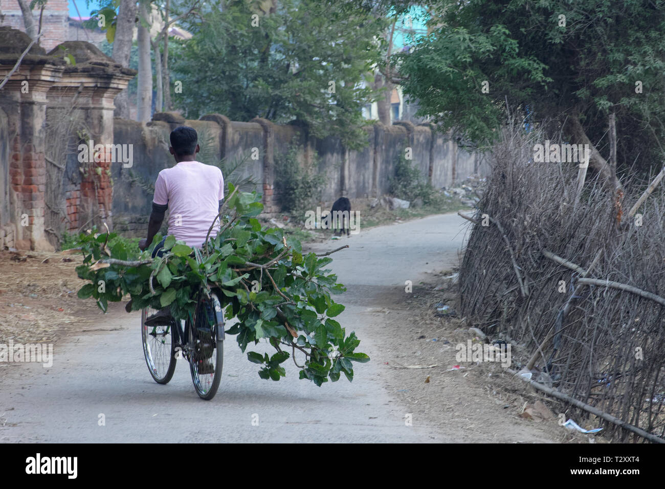 A rural local boy is carrying fallen leaves in his cycle Stock Photo