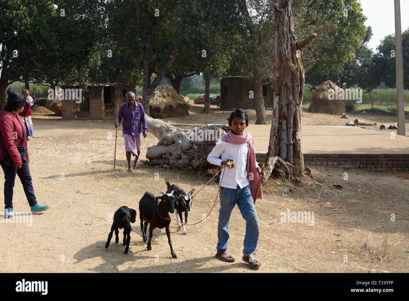 Indian shepherd boy walking with goats in a field with other men Stock Photo