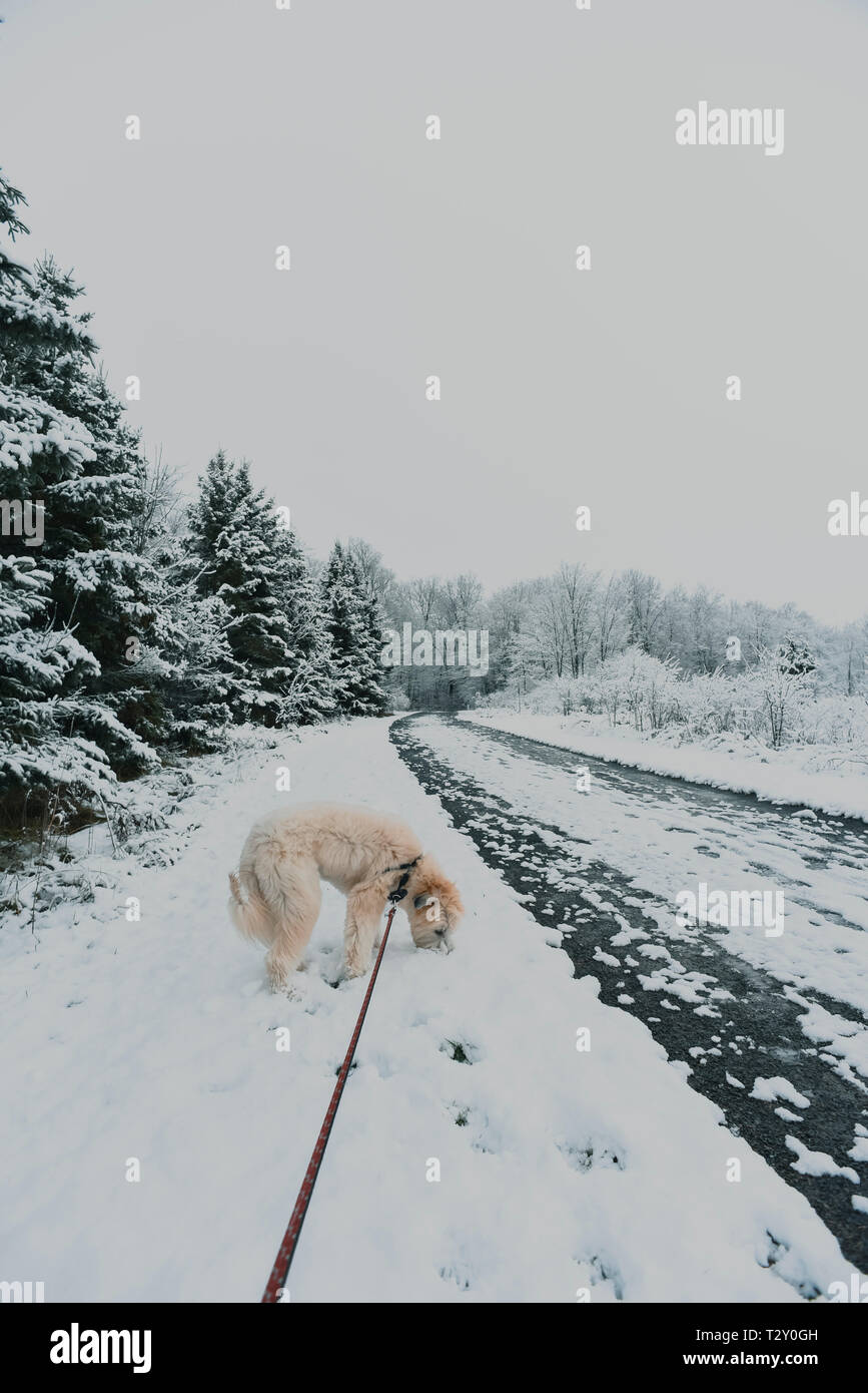 Fluffy dog smelling the ground on a snowy path in the woods Stock Photo