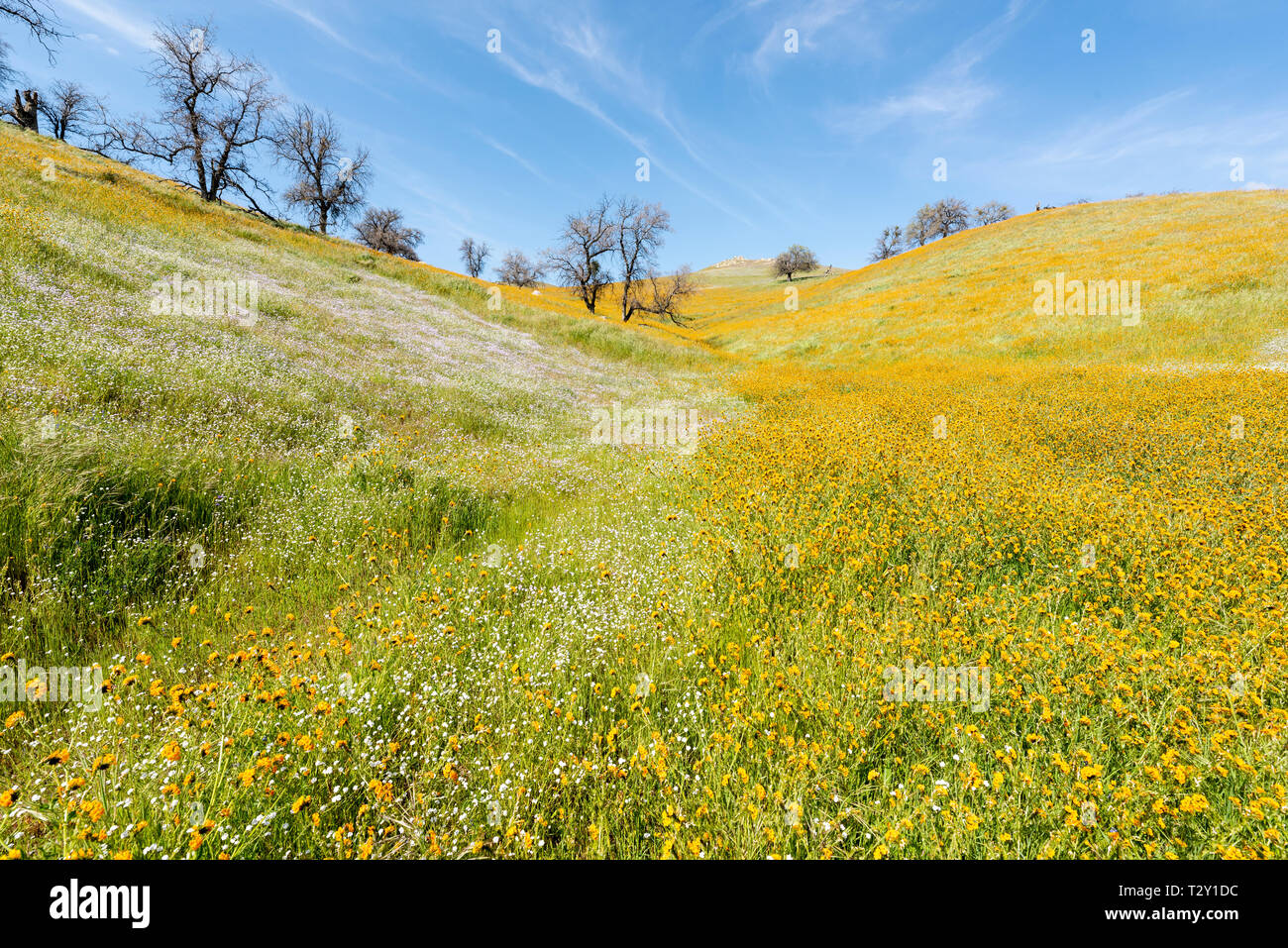 Wildflowers and landscape hi-res stock photography and images - Alamy