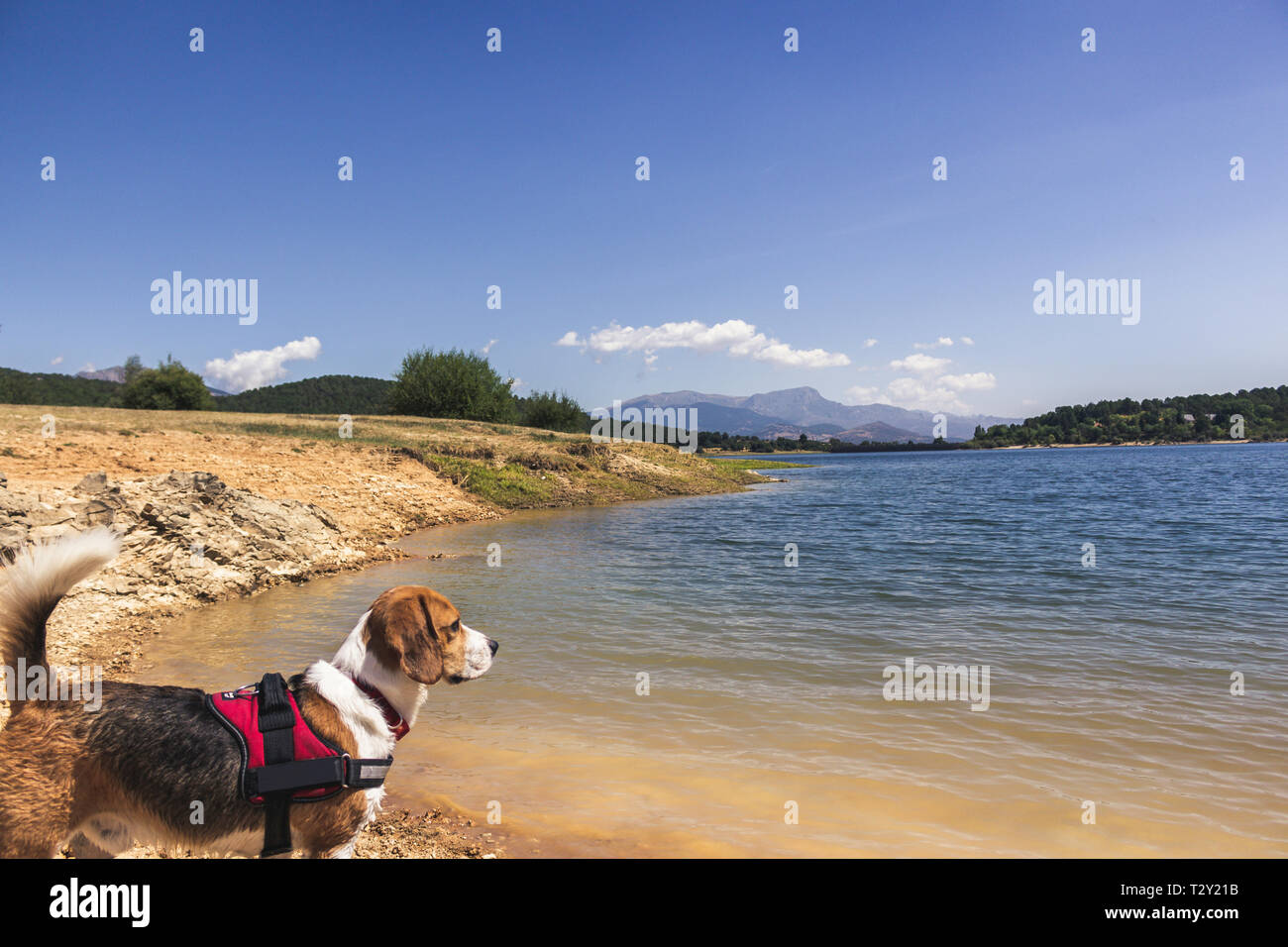 Pretty Beagle dog enjoying nature Stock Photo