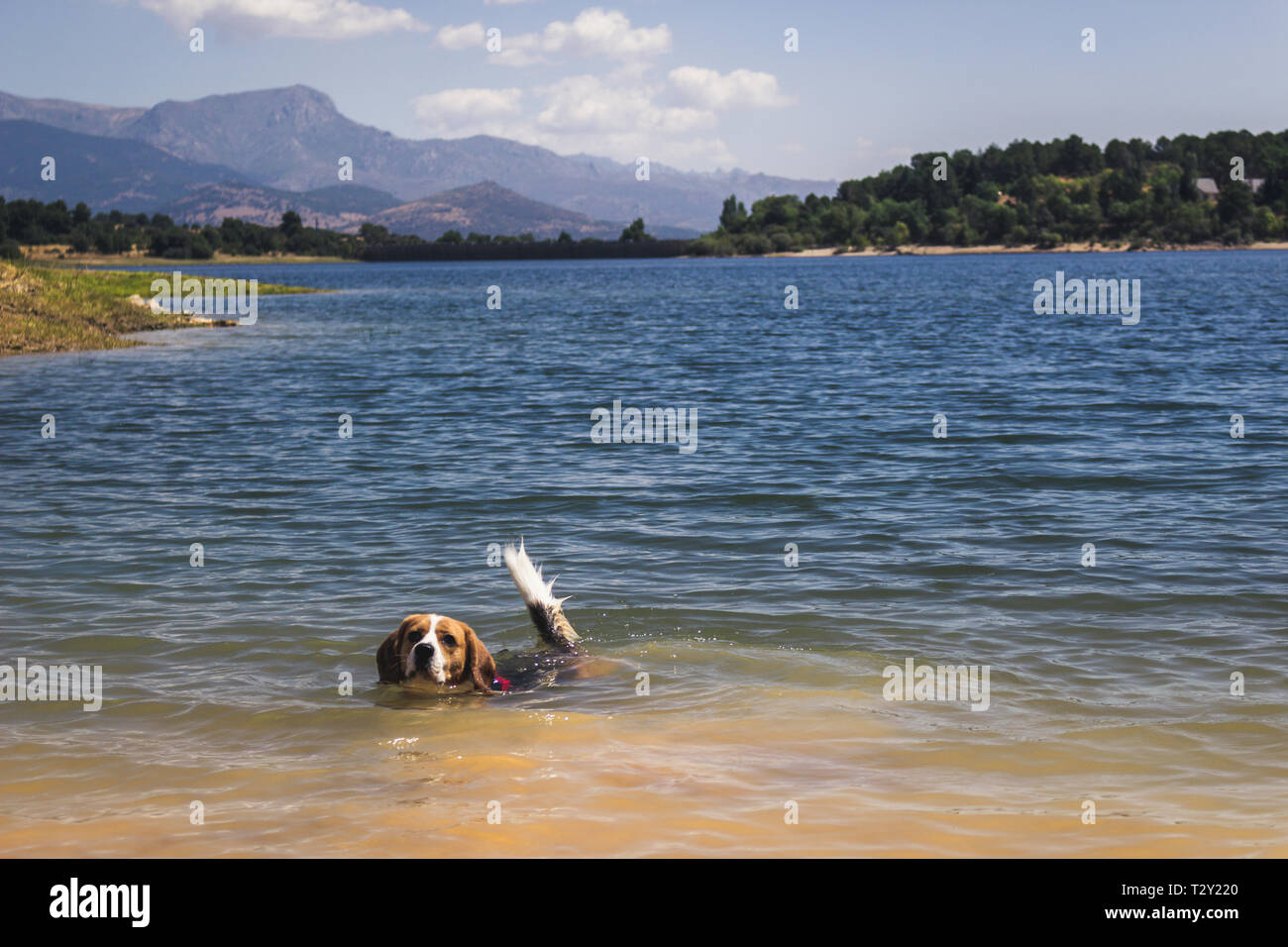 Pretty Beagle dog enjoying nature Stock Photo