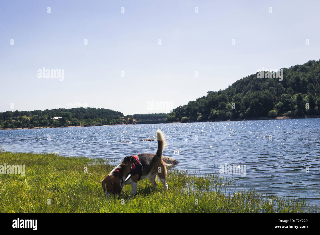 Pretty Beagle dog enjoying nature Stock Photo