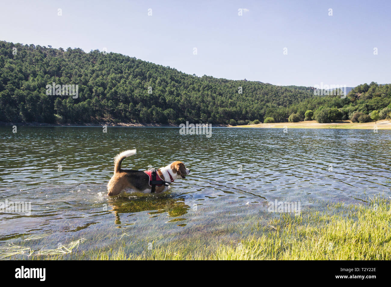 Pretty Beagle dog enjoying nature Stock Photo