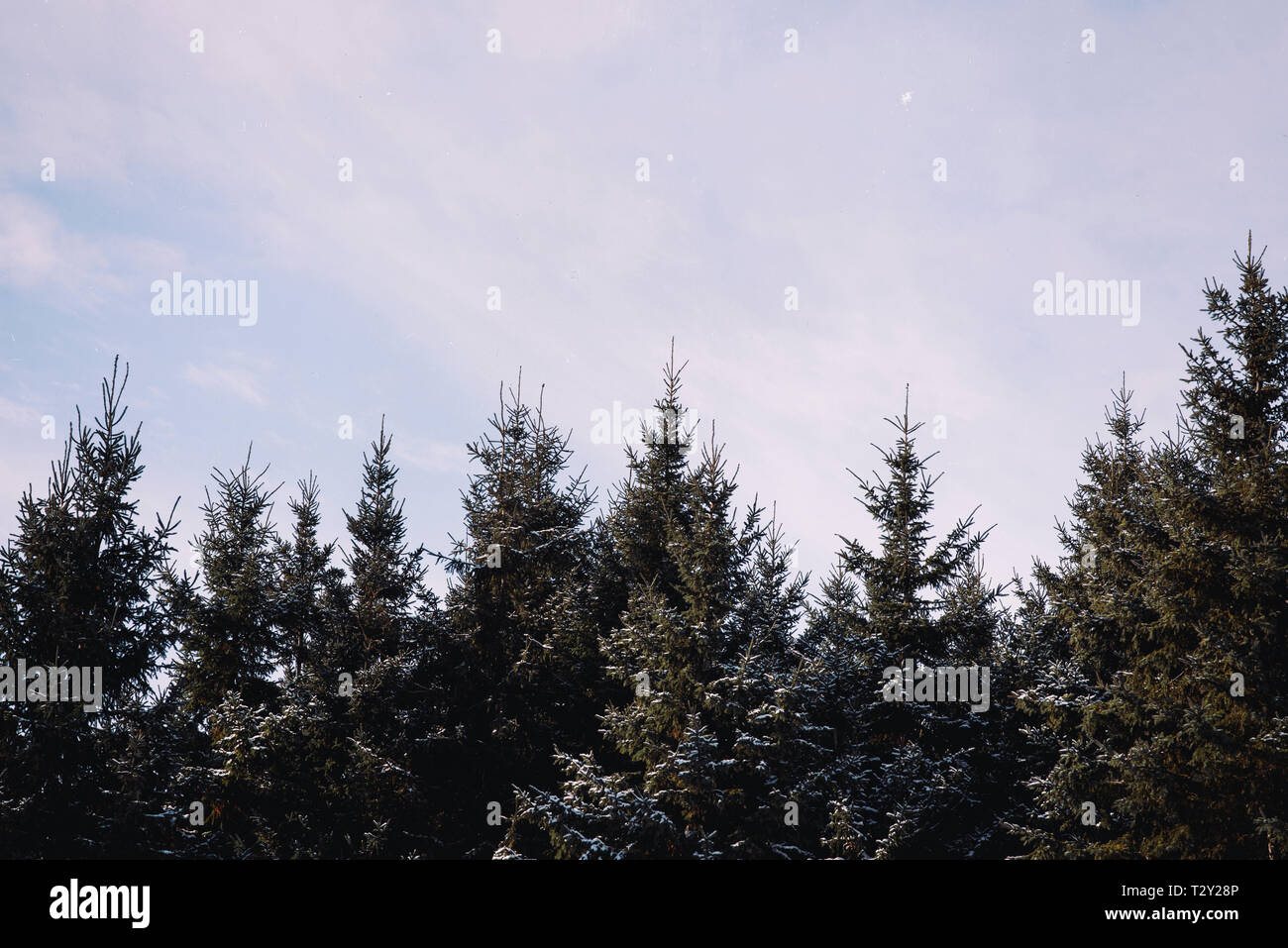 snow caped pine trees and winter sky Stock Photo - Alamy