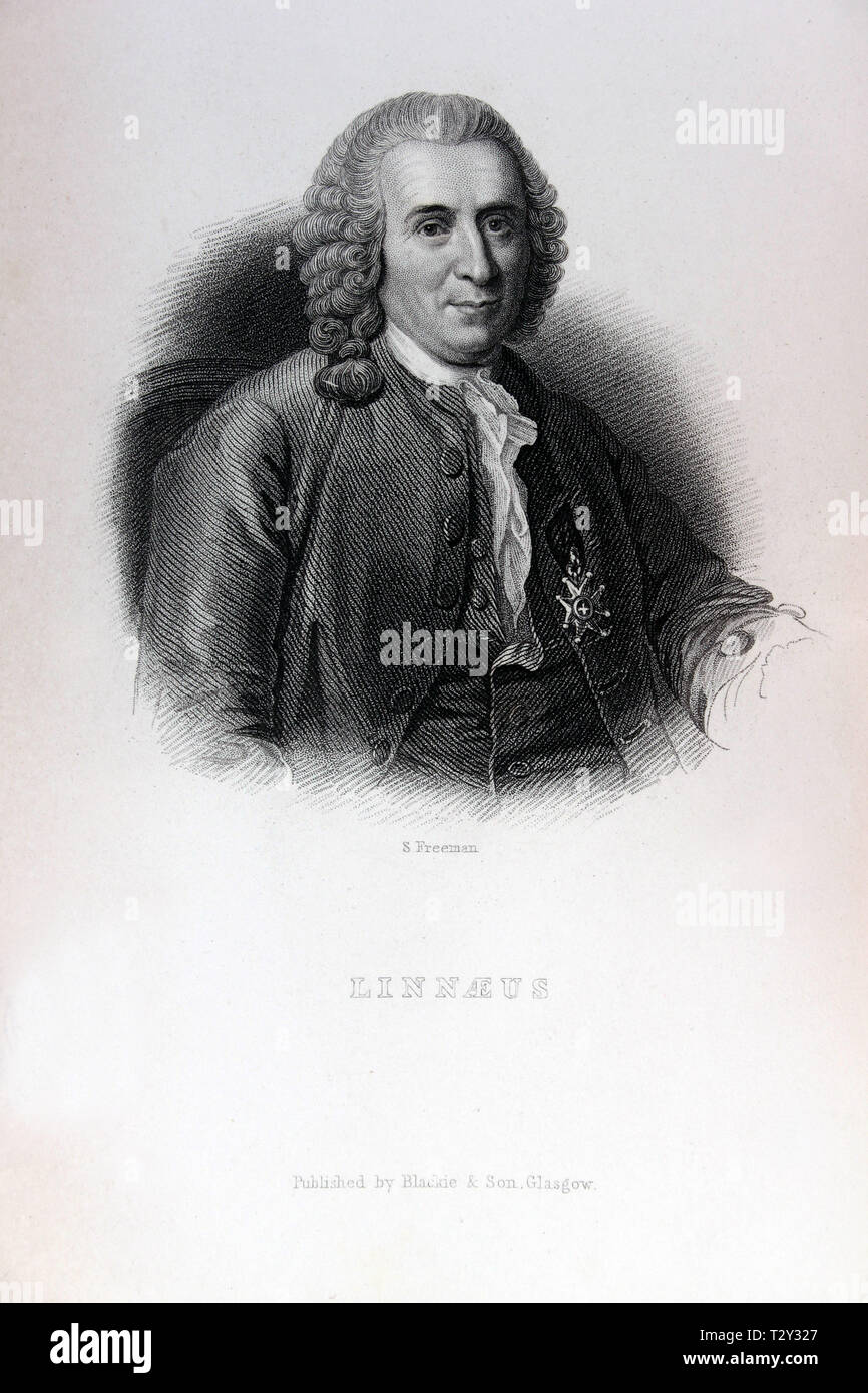 Portrait of Linnaeus, from William Rhind's 'The Vegetable Kingdom', 1860 Stock Photo