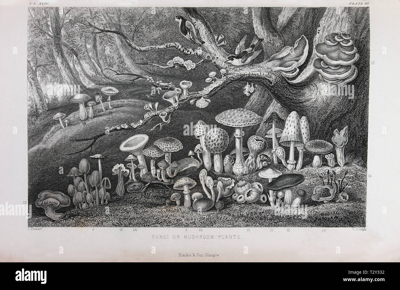 Plate titled 'Fungi or Mushroom Plants', from William Rhind's 'The Vegetable Kingdom', 1860 Stock Photo