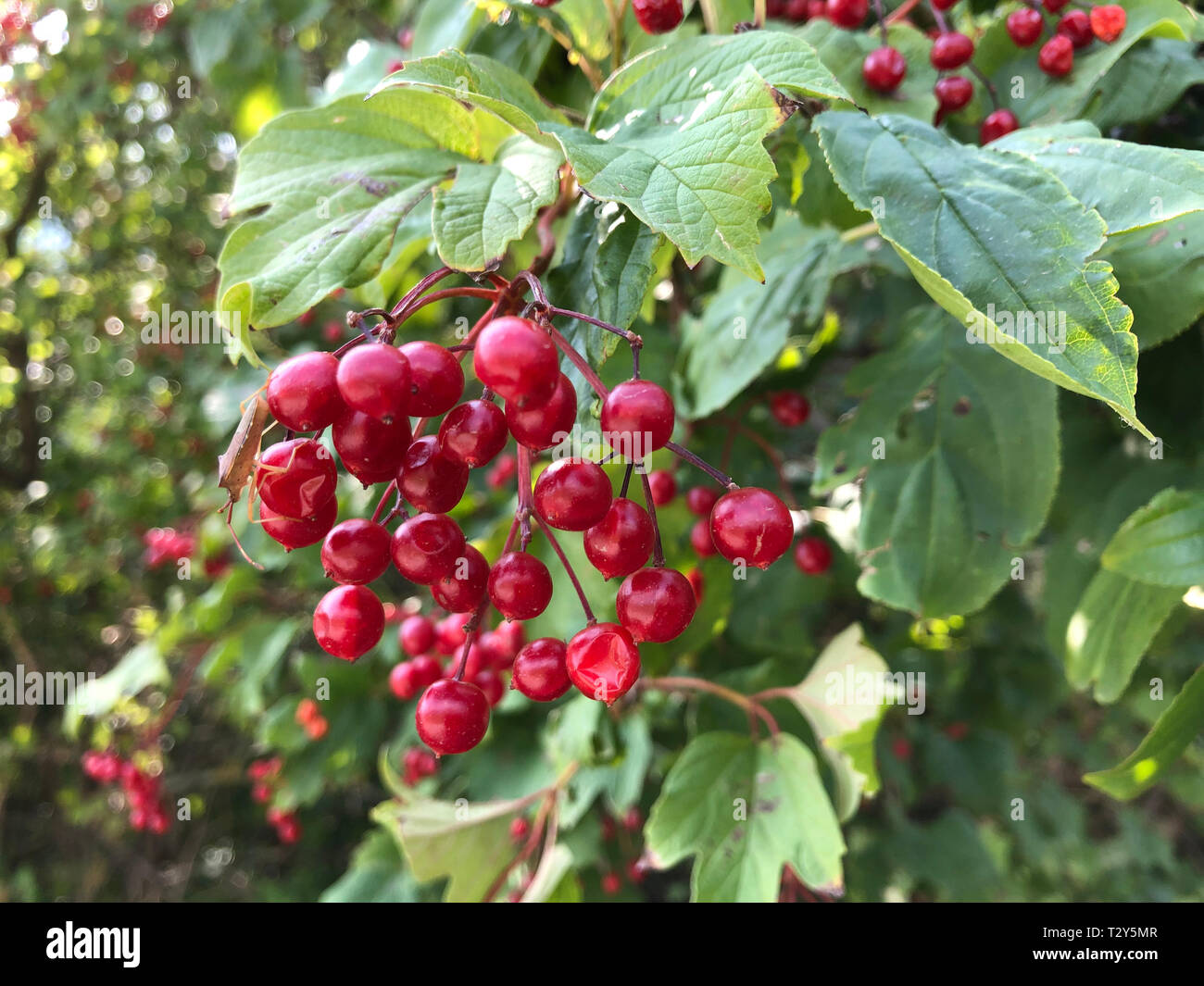 European Cranberry Fruit Stock Photo