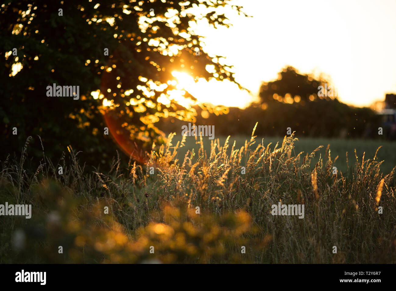 Sun shining through the grasses at golden hour in Nexo on the island of Bornholm in Denmark. Stock Photo
