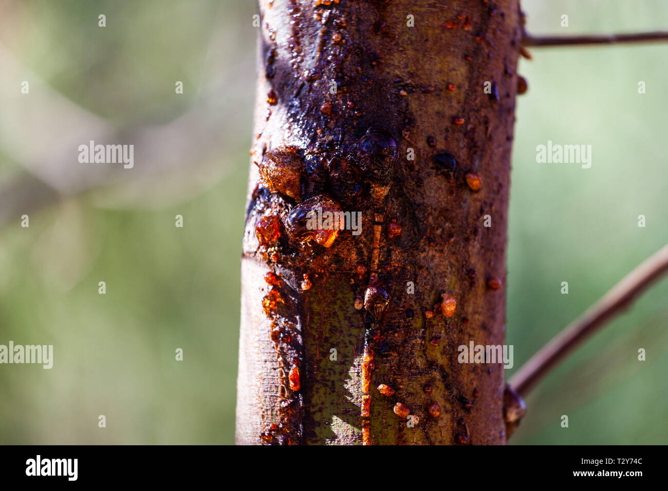 Gum tree sap oozing from trunk on blurred background Stock Photo
