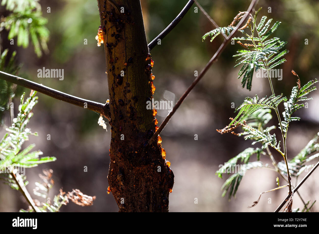 Tree sap on tree trunk in Australia Stock Photo