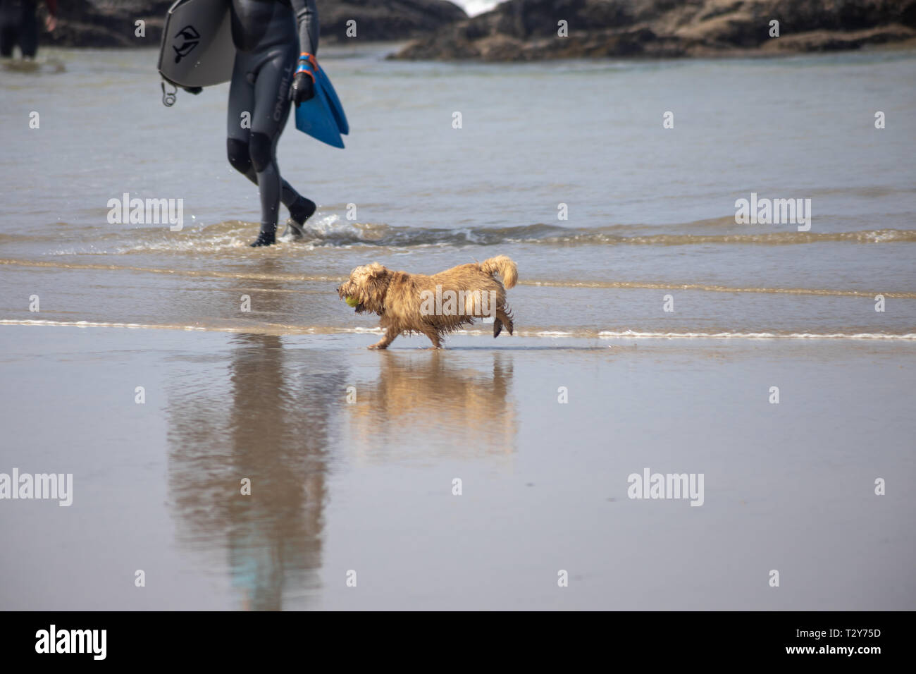Dog running along the Beach. Perranporth, Cornwall Stock Photo - Alamy
