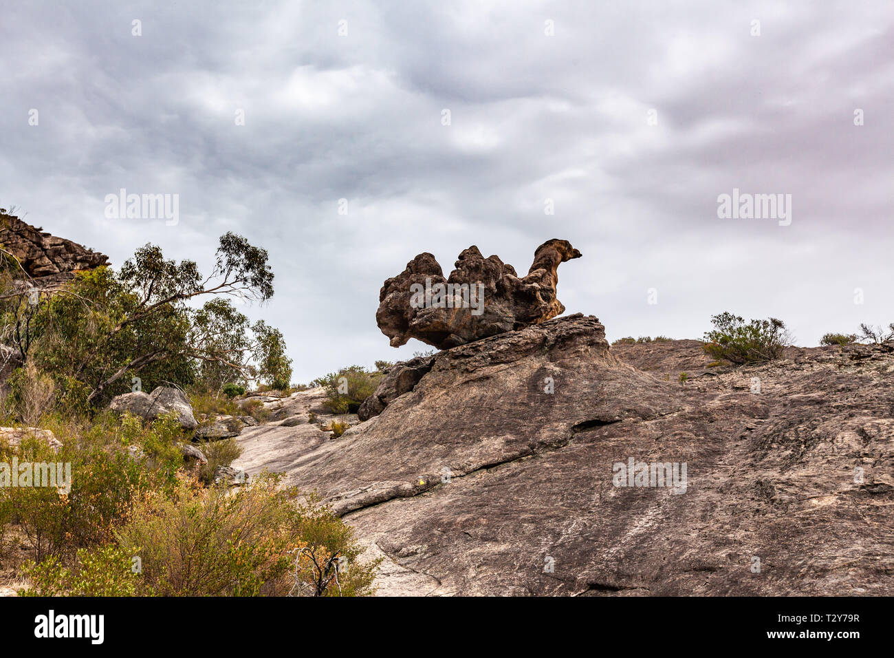 Huge boulder in shape of a camel in Grampians National Park, Victoria, Australia Stock Photo